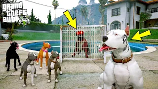 BEYAZ PİTBULL MİKE KARDEŞLERİNİ KATİL ROTTWEİLER'DEN KURTARIYOR! - GTA 5