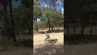 Komodo male fighting for the females