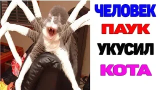 Лютые приколы.ЧЕЛОВЕК ПАУК УКУСИЛ КОТА.Угарные мемы