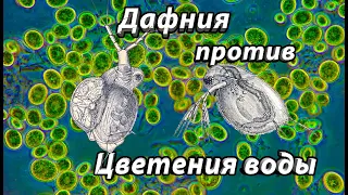 Помогает ли дафния бороться с цветением воды в аквариуме?