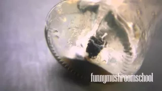 Как вырастить мицелий ШАМПИНЬОНА из гриба #1