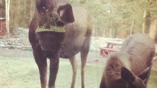 Mama moose & calf munching flowers at A Cabin by the Pond in Soldotna, Alaska