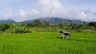 KECAPI SULING SUNDA DALAM PANORAMA ALAM MENAKJUBKAN, MENEMANI PARA PETANI BERAKTIVITAS DI SAWAH