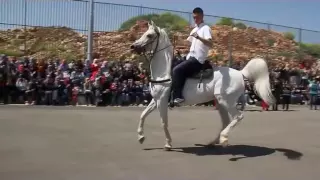 خيل ام الفحم