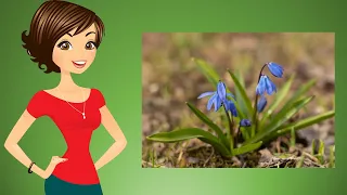 "Весняні квіти" (ознайомлення з природним довкіллям, ранній вік)