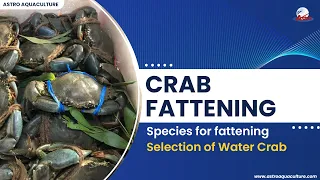 Crab fattening part 2