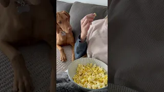 Polite Popcorn Thief 🍿🥸 #vizsla #puppy #shortsfeed