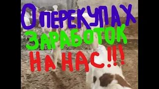 ТЕЛЯТА//// ПЕРЕКУПЫ