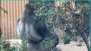 キンタロウを抱っこして座る父モモタロウ🦍　Father Momotaro sitting with Kintaro in his arms🦍