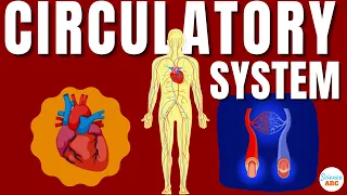 Circulatory system and the Heart. Explained in simple words