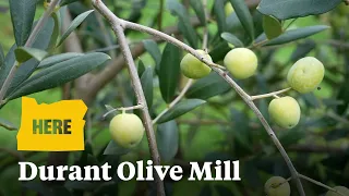 Tour Oregon's only commercial olive mill at Durant at Red Ridge Farms