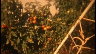 Selhurst Road Woodingdean family in the garden 1959