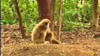 Tiger _amp; Monkey Fight (Funny).flv
