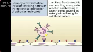 Leucocitos- Extravasación (ANIMACIÓN- TRADUCIDA) Inmunología