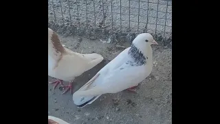 армянский голуби у АШОТА