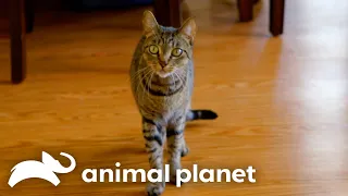 House Cat Missy Won’t Stop Attacking Her Roommate! | My Cat From Hell | Animal Planet