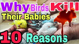 കിളികൾ സ്വന്തം കുഞ്ഞുങ്ങളെ കൊല്ലുന്നതിന്റെ 10 കാരണങ്ങൾ||Why Birds KILL their own babies||R&B Media