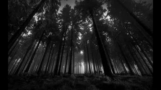 Black Forest Germany: Most Mysterious and Beautiful Forests in the World.