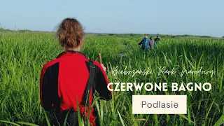 Czerwone Bagno  -  Podlasie -   Biebrzański Park Narodowy