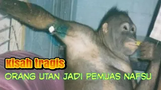 Kisah tragis orang utan jadi pemuas nafsu manusia