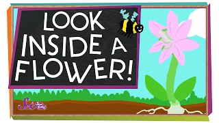 Look Inside a Flower! | Science Project for Kids