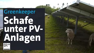 Sonne, Schafe und Strom: Tierische Greenkeeper unter PV-Anlagen | BR24