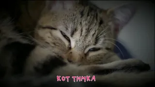 Караоке для детей - Кот Тимка - мультики про кота