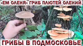 ❗ТСЖ, СЫРОЕЖКА, ЛИСИЧКА, ВЕШЕНКА.💥ЕМ ОЛЕНЯ👉ГРИБ ПЛЮТЕЙ ОЛЕНИЙ.🍄ГРИБЫ 7 АВГУСТА 2021 В ПОДМОСКОВЬЕ.