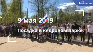 Посадка в кедровом парке 9 мая 2019 г.