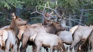 Jackson Hole Elk Rut at Bar-B-Bar Ranches