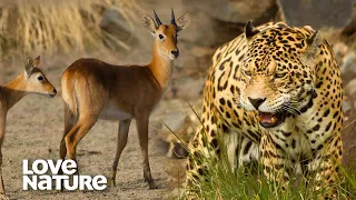 Leopard and Lion Pride Hunt Antelope By Night   Love Nature