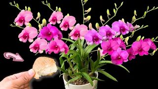 100 times stronger than fertilizer! Use once to make orchids bloom for 1 year