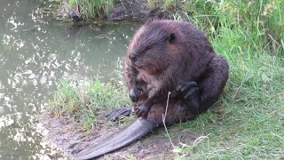 Chubby Beaver Performs Beauty Ritual in Saskatchewan, Canada