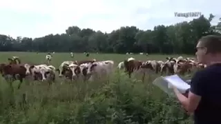 Jovem arrota e chama atenção de vacas