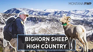 Bighorn Sheep: Darting for Research