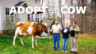 Adopt A Cow! | Organic Valley