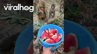 Monkeys Receive a Watermelon Treat || ViralHog