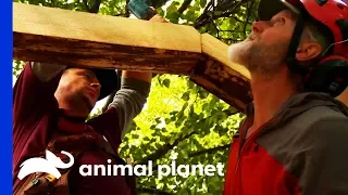 Building A Treetop Sauna For Two Alaskan Adventurers | Treehouse Masters