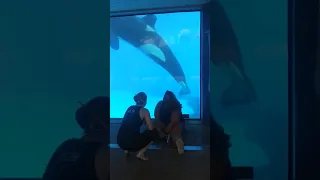 killer whale humoring dumb asses safe behind glass