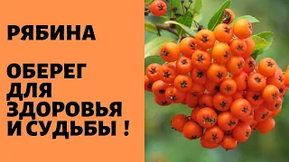 Рябина - оберег здоровья и судьбы !