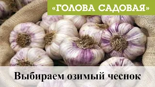 Голова садовая - Выбираем озимый чеснок