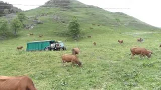 La Tarine , reine des vaches . Beaufortin