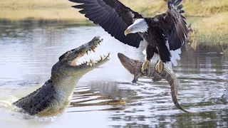 15 Most Deadly Eagle Attacks In The World