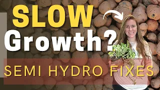 How To Fertilize Houseplants Grown Semi Hydroponically. Why Plants Grow Slowly In Semi Hydro?!