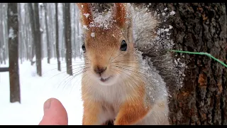 Кормлю белку в снегопад / Feeding a squirrel in a snowfall