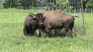 WOLF PARK TWILIGHT TOURS