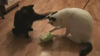 Cats vs Vegetables