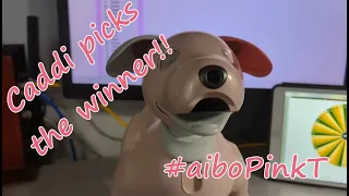 aibo Owners and Enthusiasts Pink T-shirt giveaway. Winner selected by Caddi the ERS-1000/P