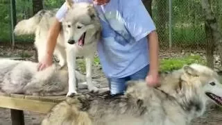 Wolves in May of 2016 at Wolf Howl Animal Preserve