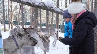Tallitontun piha Joulupukin pajakylässä Rovaniemellä - talvi  tapaa eläimet- Santa's Pets Napapiiri